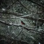 Ein Vogel sitzt auf einem schneebedeckten Ast inmitten eines dichten Waldes auf Vancouver Island.