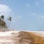 Playa Paraiso in Tulum mit Seegras am Strand, Beachclubs und Palmen auf der linken Seite