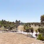 Blick auf das Gelände der Archäologischen Zone mit Maya-Ruinen und Palmen