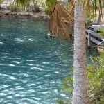 Palme am Wasser mit Menschen, die dadrin schwimmen