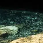 Nahaufnahme vom Wasser einer Cenote