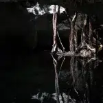 Wurzel, die durch Felsen wachsen in der Cenote Mariposa