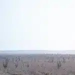 Weite Kakteenlandschaft im Hinterland von La Paz – typisch Baja California: trocken, stachelig, wunderschön.