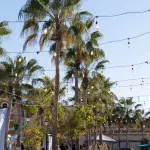 Tropische Palmen unter einem strahlend blauen Himmel, geschmückt mit Lichterketten – lebendige Straßenszene aus dem Zentrum von Todos Santos, Baja California Sur.