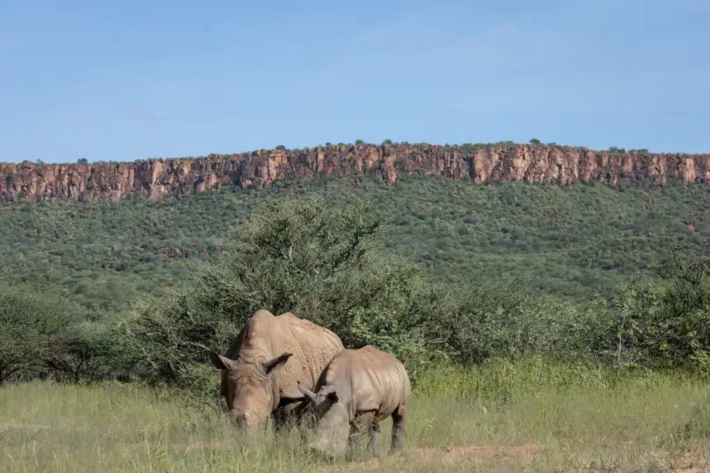 Zwei Nashörner grasen im Grasland des Waterberg Plateau Namibia, im Hintergrund die markante rote Felswand des Plateaus vor blauem Himmel.
