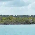 Mangrovenwald in einer Lagune