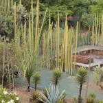 Kakteen und andere Pflanzen im Jardín Etnobotánico de Oaxaca