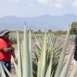 Mexiko Oaxaca Mezcal Agavenfeld Oaxaca in Mexiko: Unsere persönlichen Highlights, Erfahrungen & Tipps für deine Reise