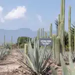 Mexiko Oaxaca Mezcal Agavepflanze Oaxaca in Mexiko: Unsere persönlichen Highlights, Erfahrungen & Tipps für deine Reise