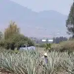 Agaven Plantage auf dem ein Farmer arbeitet