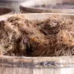 Agave wird in offenen Fässern gegoren