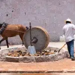 Pferd zermahlt mit einem Steinrad die gerösteten Piña einer Agave, während ein Mann hinterherläuft