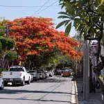 Strasse in Oaxaca mit einem großen mit roten Blüten blühender Baum