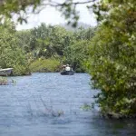 Kleines Paddelboot mit Menschen zwischen den Mangroven in der Laguna Ventanilla
