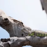 Grüne Eidechse auf einem Baumstamm