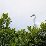 Weißer Kranich sitzt auf einem grünen Baum