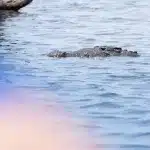 Kopf eines Krokodils guckst aus dem Wasser