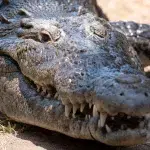 Nahaufnahme eines Krokodilkopfes