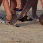 Baby-Schildkröte wird aus einer Kokosschale von Menschen freigelassen