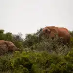 Suedafrika Addo Elephant Park Elefanten Addo Elephant Park als Selbstfahrer: Unsere Erfahrungen und Tipps