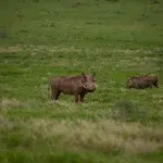 Suedafrika Addo Elephant Park Warzenschweine Addo Elephant Park als Selbstfahrer: Unsere Erfahrungen und Tipps