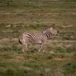 Suedafrika Addo Elephant Park Zebra 2 Addo Elephant Park als Selbstfahrer: Unsere Erfahrungen und Tipps