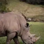 Nashorn am grasen während eines Game Drives auf dem Buff & Fellow Gelände