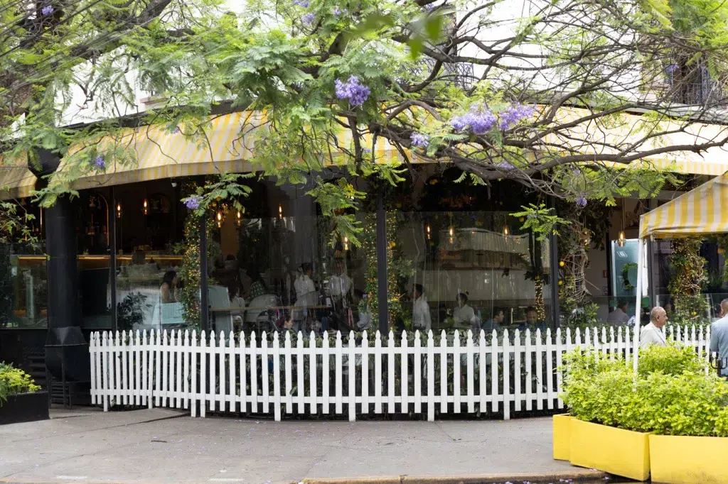 Straßencafé in Polanco mit gelb-weißer Markise und blühenden Jacaranda-Bäumen in Mexiko City