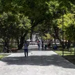 Spazierweg unter Bäumen im Alameda Central – grüne Auszeit im Herzen des Centro Histórico, Mexiko-Stadt