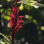 Exotische rote Blüte im Botanischen Garten Medellín, Kolumbien