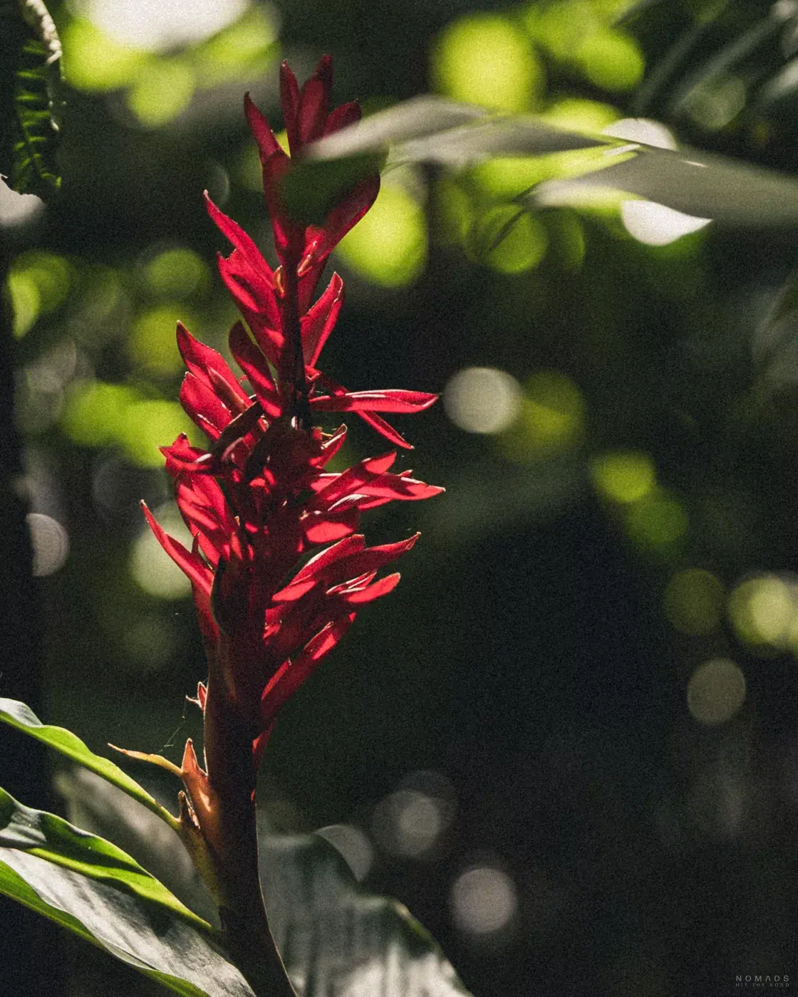 Exotische rote Blüte im Botanischen Garten Medellín, Kolumbien
