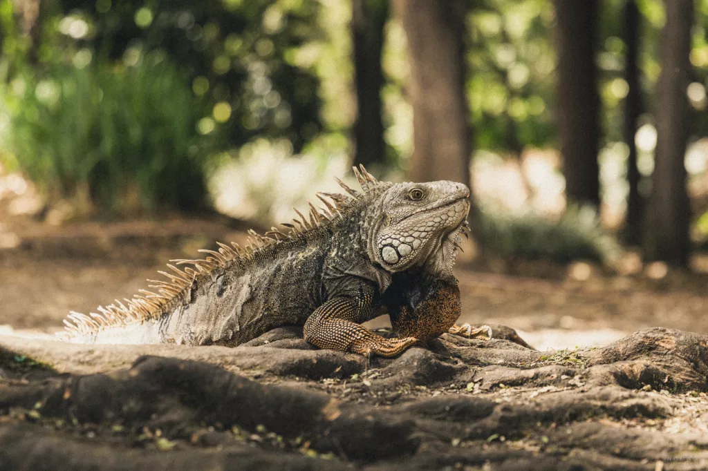 Leguan im Jardín Botánico Medellín – Wildtier im Botanischen Garten Kolumbiens