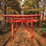 Reihe roter Torii-Tore im Maruyama Park in Sapporo, eingerahmt von herbstlich gefärbtem Laub.