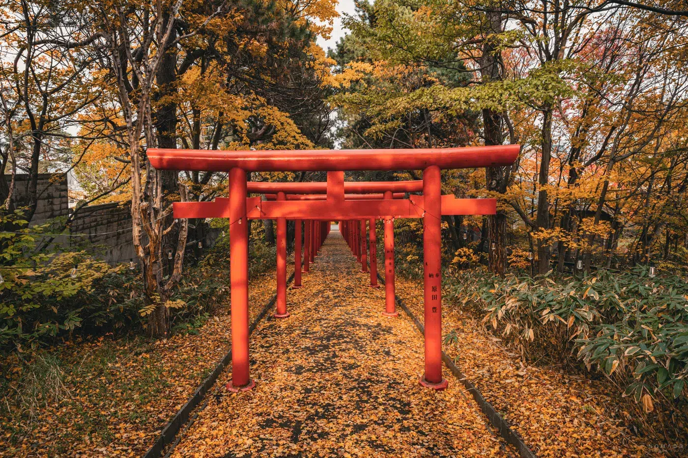 Reihe roter Torii-Tore im Maruyama Park in Sapporo, eingerahmt von herbstlich gefärbtem Laub.