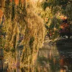 Goldene Weidenzweige spiegeln sich im herbstlichen Licht auf der Wasseroberfläche im Nakajima Park in Sapporo.
