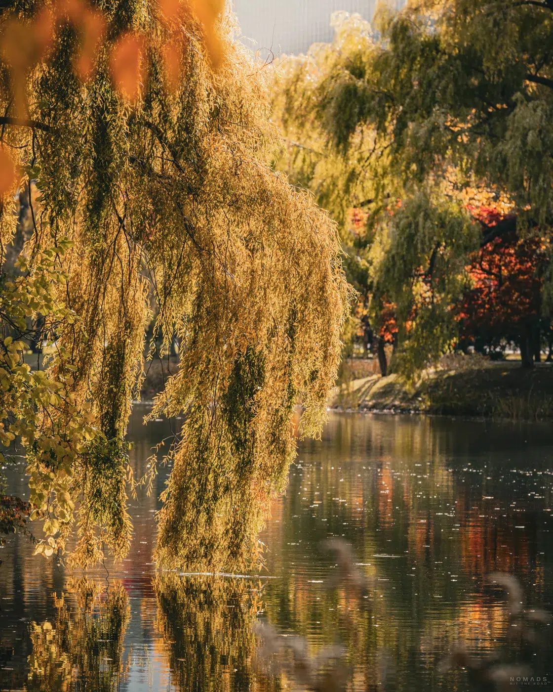 Goldene Weidenzweige spiegeln sich im herbstlichen Licht auf der Wasseroberfläche im Nakajima Park in Sapporo.
