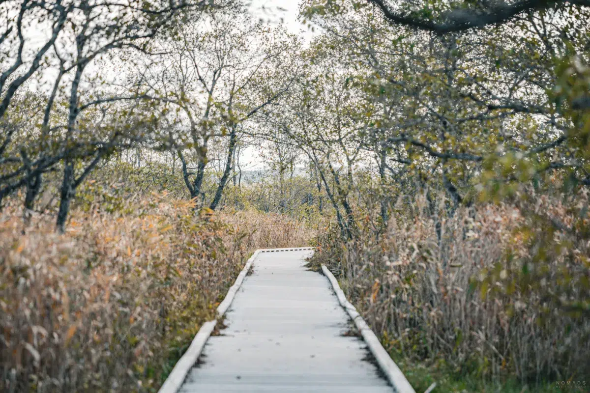 Verlassener Holzsteg führt durch goldene Schilflandschaft am Onnenai-Wanderweg im Kushiro-Shitsugen Nationalpark.