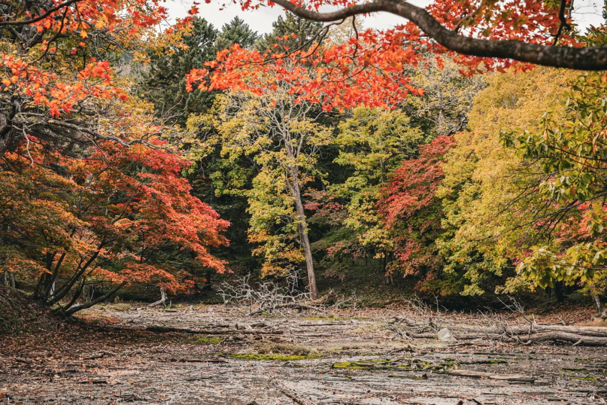 Ainu & Mandschurenkraniche: Guide für Kushiro & Lake Akan