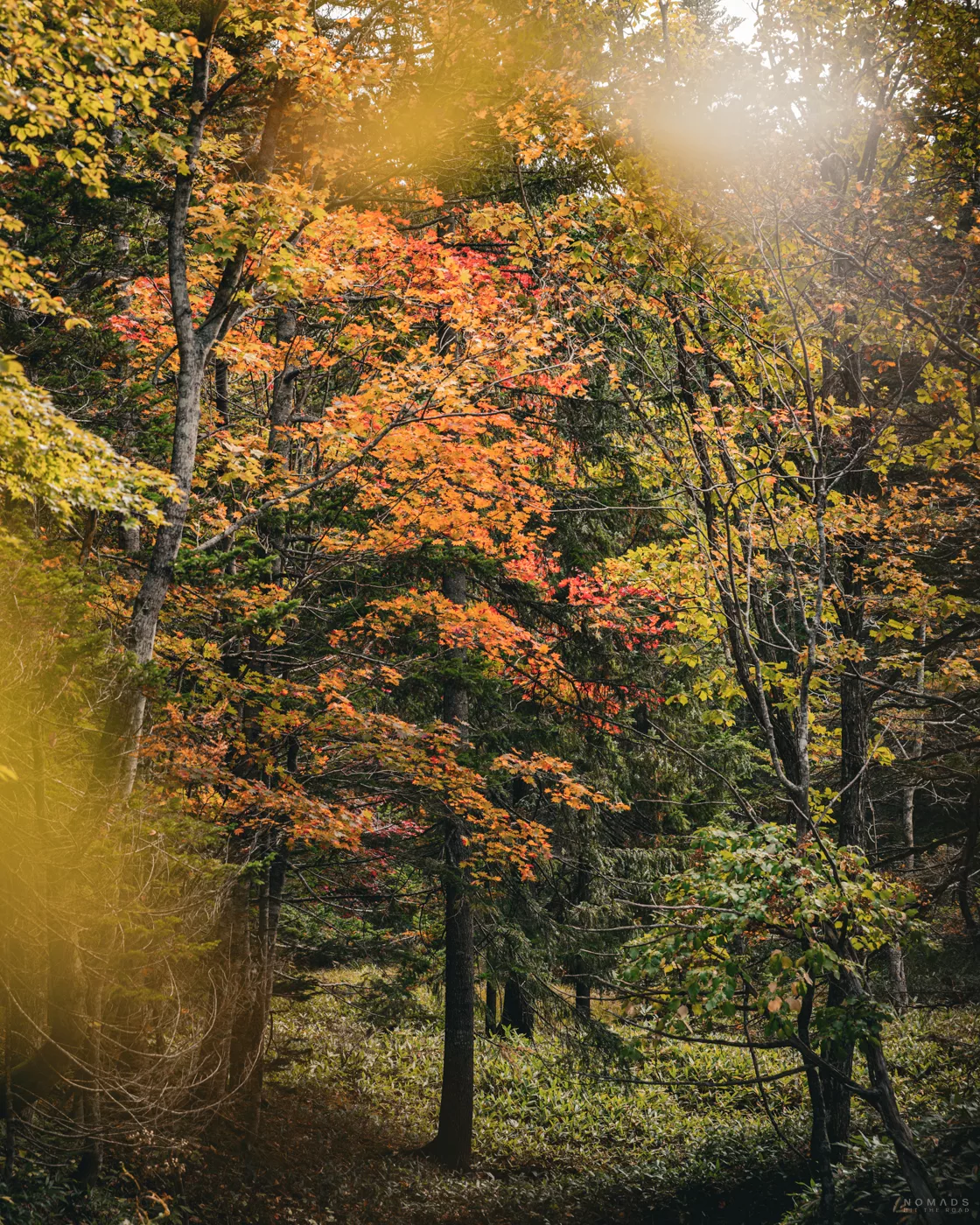Ainu & Mandschurenkraniche: Guide für Kushiro & Lake Akan