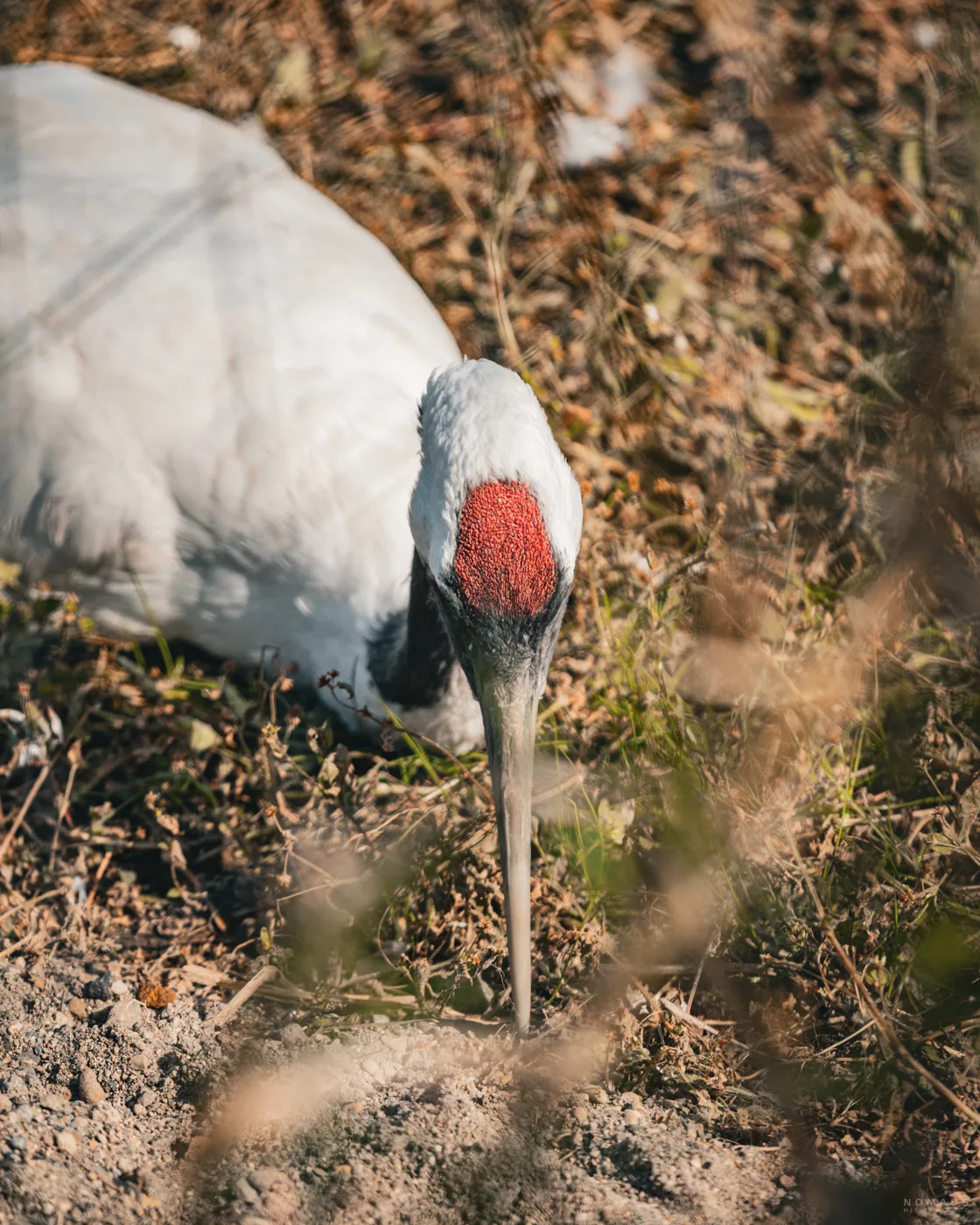 Detailaufnahme des Kopfes eines Mandschurenkranichs mit markantem roten Schopf – Symbol für Glück in Japan.