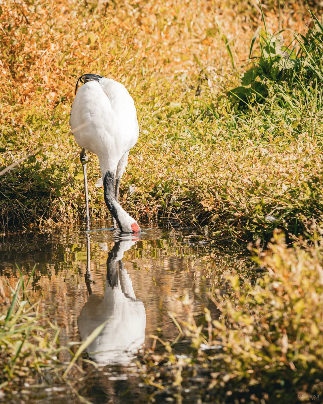 in Mandschurenkranich beugt sich an einem Bach zum Trinken – perfekte Spiegelung im Wasser.