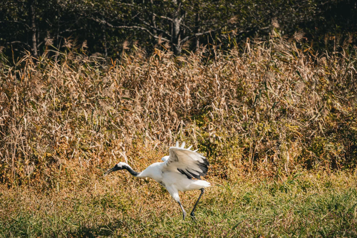 Ein Mandschurenkranich breitet seine Flügel aus in einer offenen Graslandschaft – bereit zum Abflug.