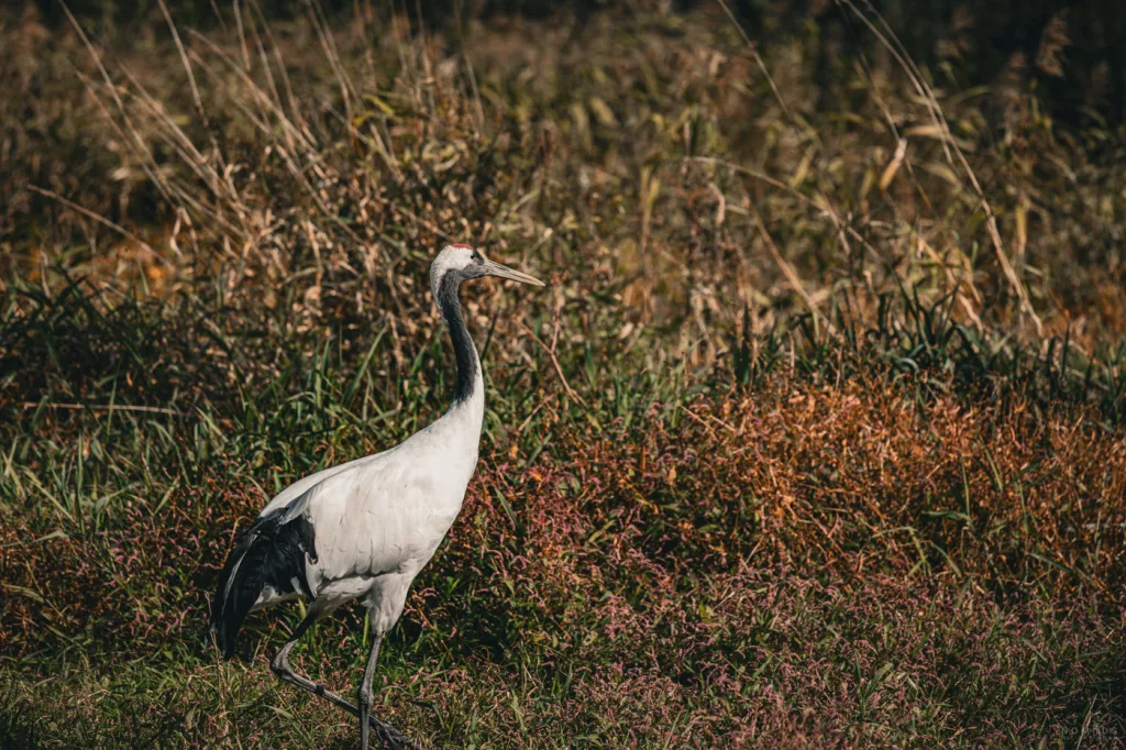 in Mandschurenkranich mit elegantem Gang in herbstlicher Wiese.