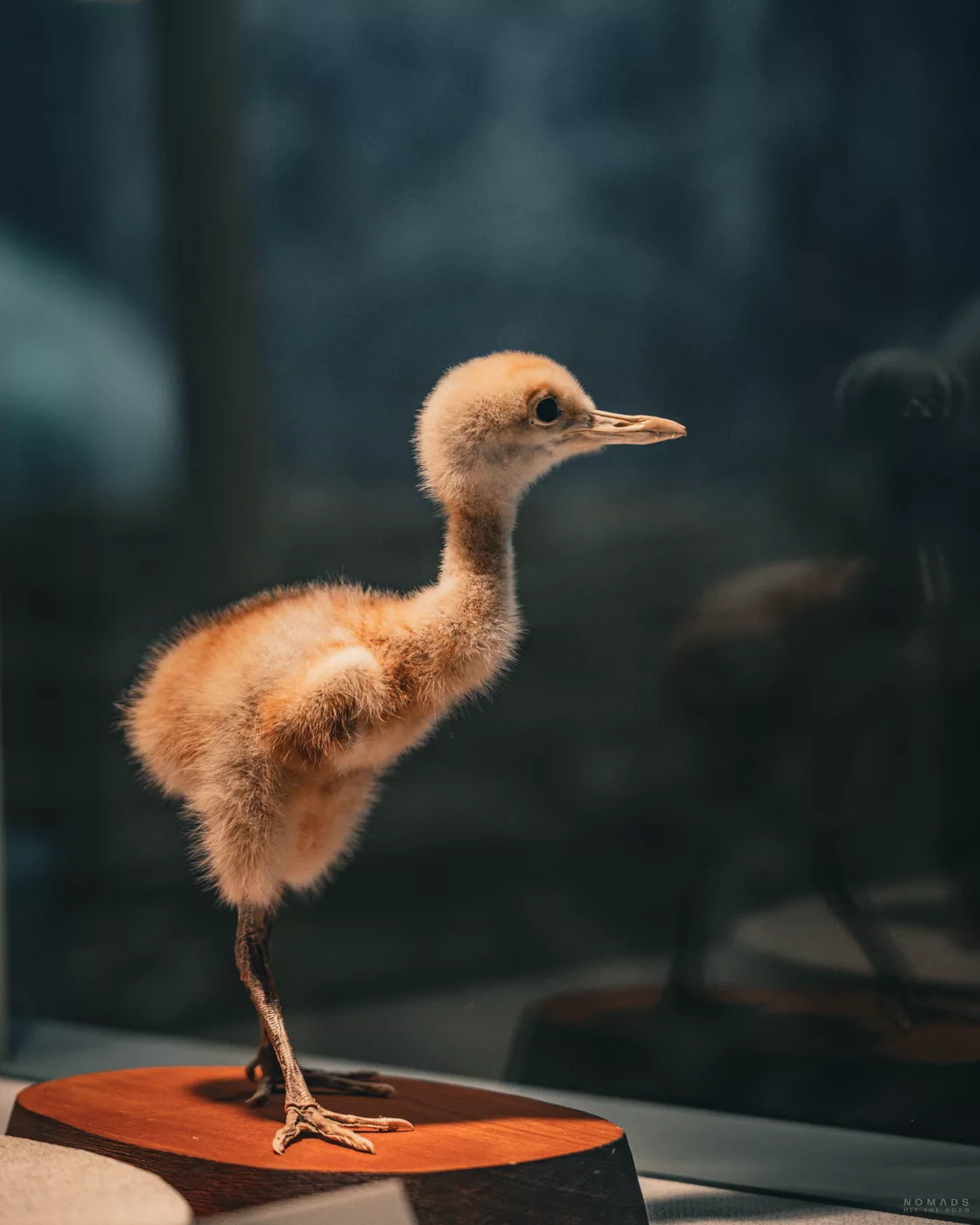 Ausgestelltes Präparat eines flauschigen Kranichkükens in einem Museum – Teil der Artenschutzbildung.