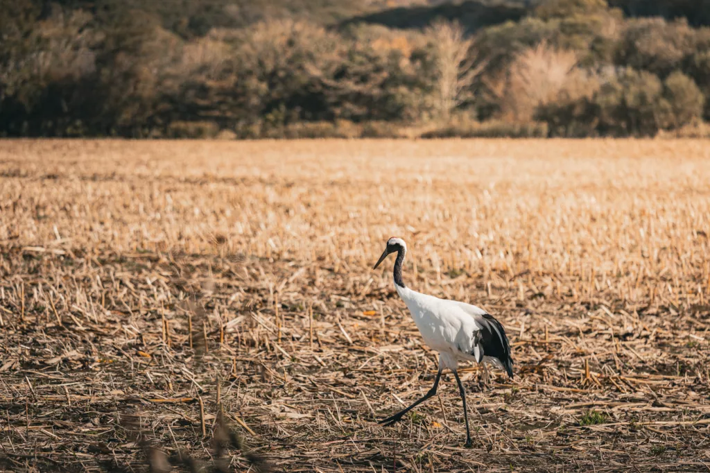 Ein Mandschurenkranich schreitet über ein abgeerntetes Feld in Hokkaido, Japan – Symbol für Glück und Langlebigkeit in der japanischen Kultur.