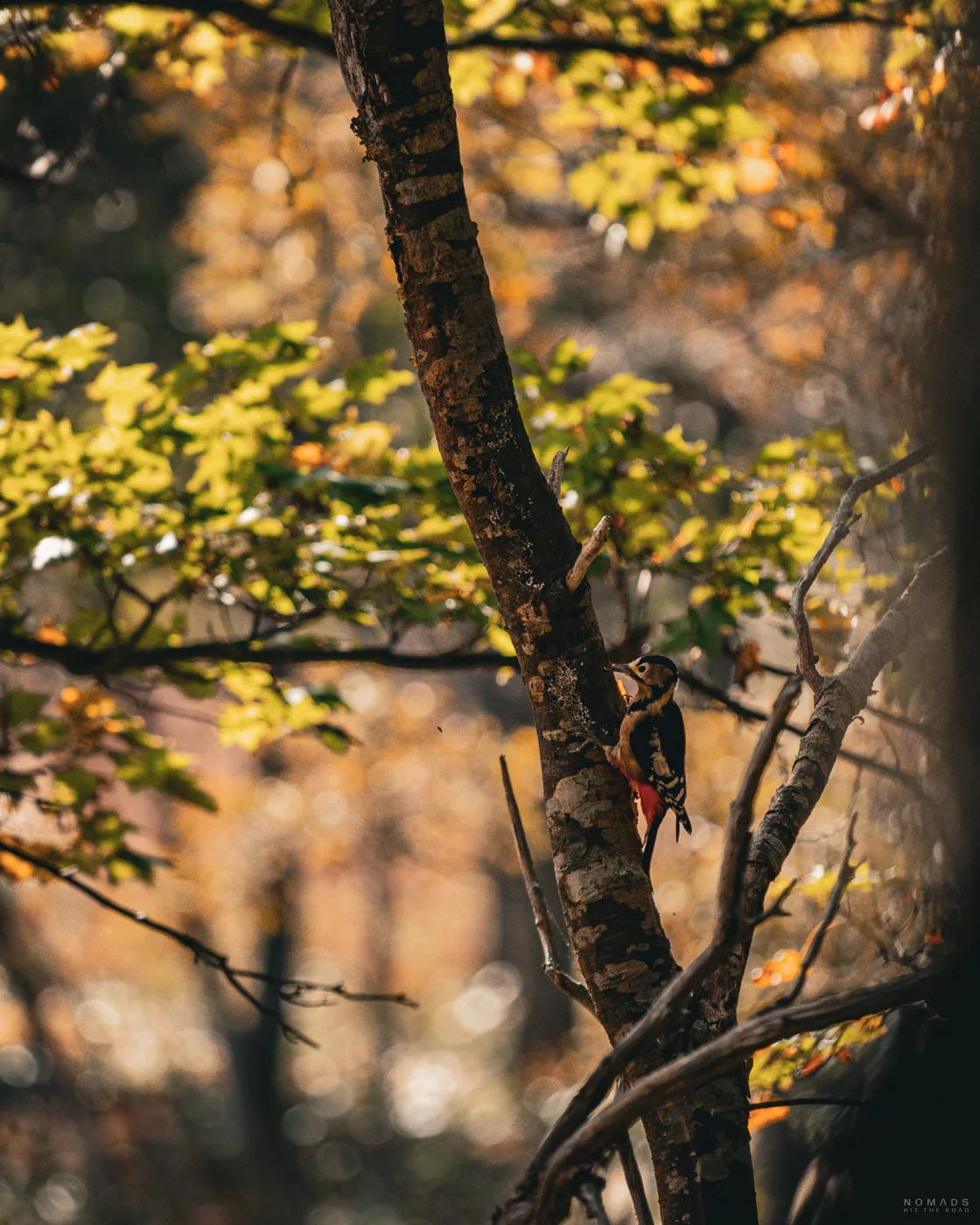 Specht sitzt an einem Baumstamm im herbstlichen Wald von Shiretoko.