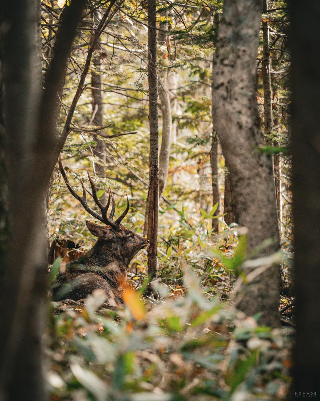 Ein Hirsch mit Geweih ruht im lichten Wald von Shiretoko, teilweise verdeckt von Bäumen und Unterholz.