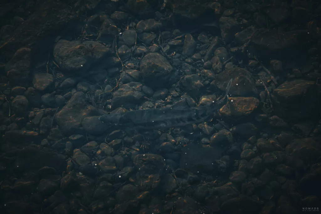 Lachs im klaren Flusswasser von Shiretoko, zwischen dunklen Steinen während der Laichwanderung.