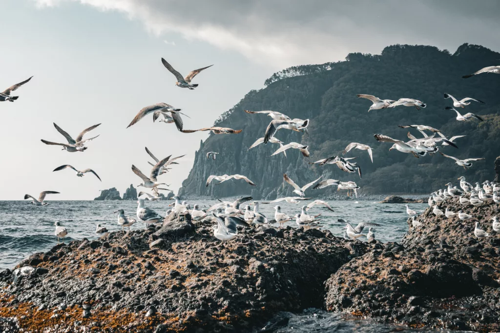 Möwen schwärmen und landen auf dunklen Felsen an der Küste von Rausu im Shiretoko-Nationalpark, während weitere Vögel über dem Meer vor steilen, bewaldeten Klippen kreisen.