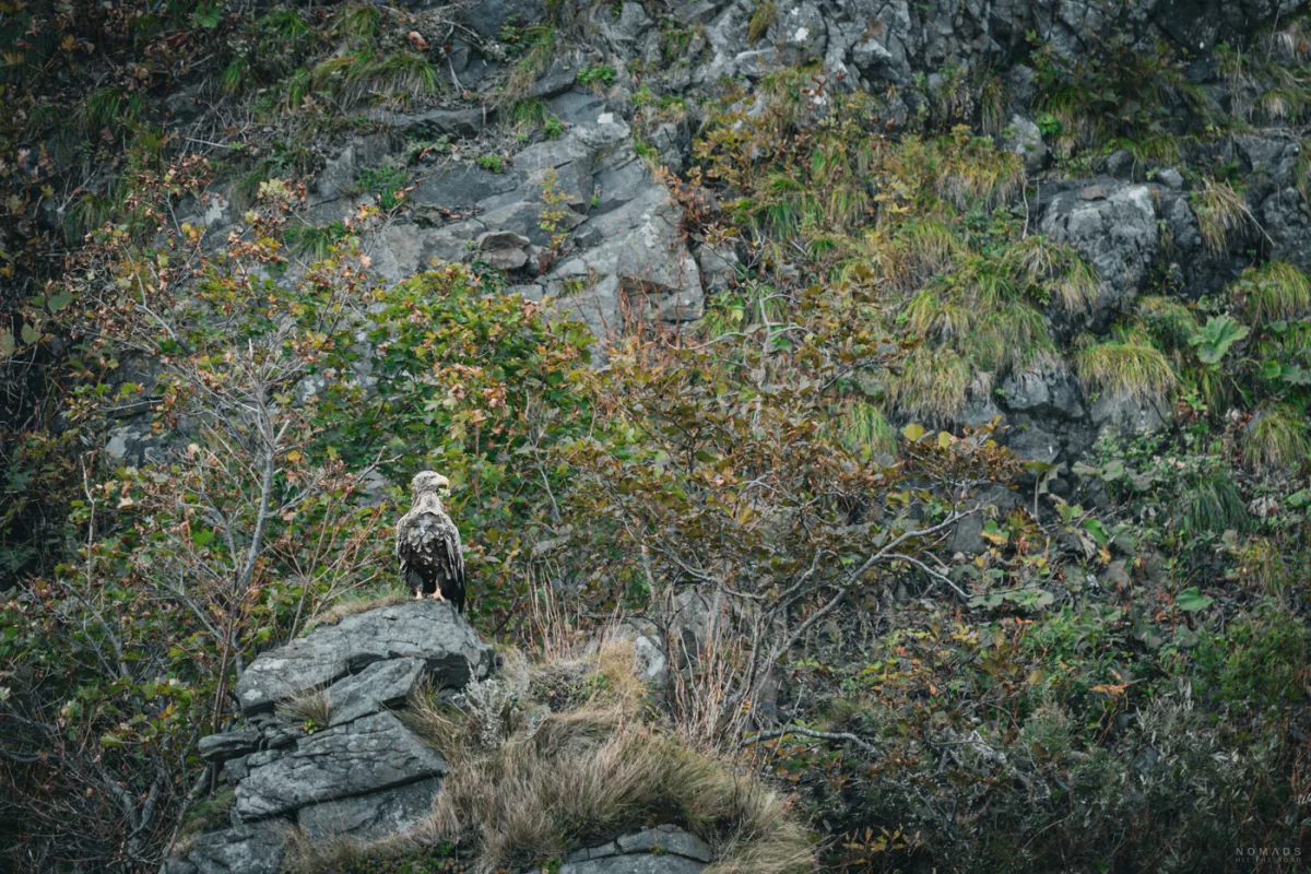 Seeadler sitzt auf einem Felsen in der zerklüfteten Küstenlandschaft des Shiretoko-Nationalparks auf Hokkaido.